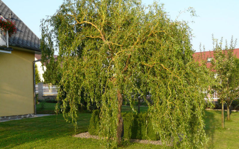 0kn1zi-Ива матсудана Эритрофлексуоза (Salix matsudana Erythroflexuosa)