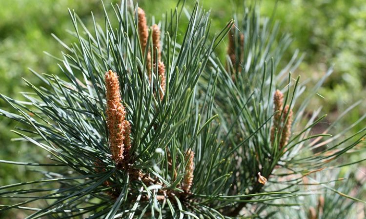 Pinus_Sylvestris_Watereri_18_02