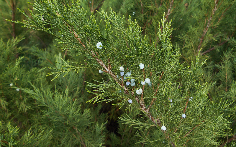 Juniperus-sabina-L.-4
